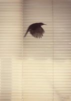 Bild von VisseVasse Plakat 50x70 cm Dan Isaac Wallin - Fly Free OUTLET