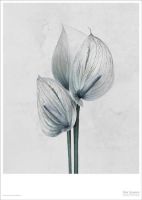 Bild von VisseVasse Plakat 50x70 cm Vee Speers - Botanica Anthurium Andreanum OUTLET