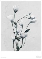 Bild von ViSSEVASSE Plakat Vee Speers 15x21 cm - Botanica Eustoma Grandiflorum OUTLET