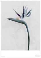 Bild von ViSSEVASSE Plakat Vee Speers 15x21 cm – Botanik Strelitzia Reginae OUTLET