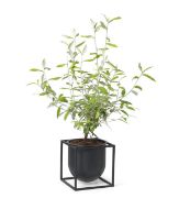 Bild von Audo Copenhagen Kubus Flowerpot 14 14x14 cm - Sortiert