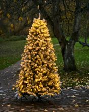 Bild von Sirius Anton Weihnachtsbaum mit 273 LED-Lichtern – H: 2,1 m