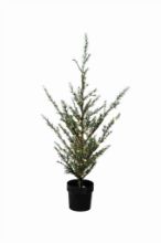 Bild von Sirius Milas Cedar Tree 150 LED-Licht H: 130 cm - Grün