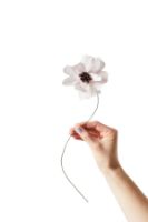 Bild von Studio About Paper Flower Small – Gänseblümchen/Lila OUTLET