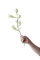 Bild von Studio About Paper Flower Large – Tinkerbell/Grün OUTLET