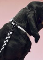 Bild von HAY Hundehalsband Flach M/L: 65 cm - Schwarz/Weiß