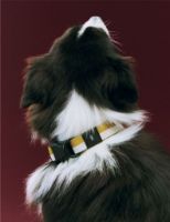 Bild von HAY Hundehalsband flach M/L: 65 cm - Off-White/Ocker