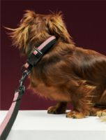Bild von HAY Hundehalsband Flach M/L: 65 cm - Rosa/Schwarz