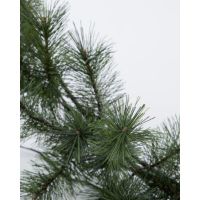 Bild von House Doctor HDWinterkranz Ø: 23 cm - Weiß