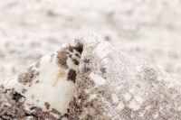 Bild von Rezas Seduction Teppich 240x170 cm - 040174 Elfenbein Schwarz