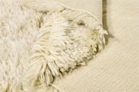 Bild von Rezas Schneeweißer einfarbiger Teppich 240x170 cm - Elfenbein