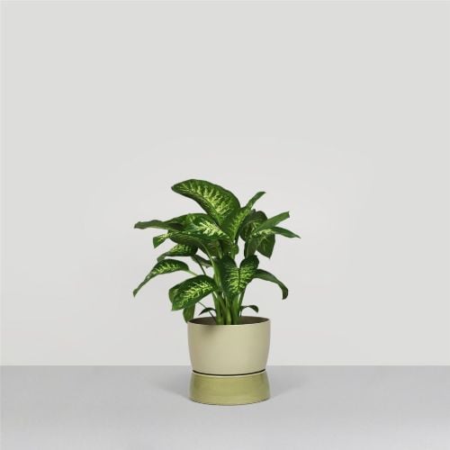Ro Collection Two Tone Planter Floor Large Ø: 34 cm - Artischockengrün