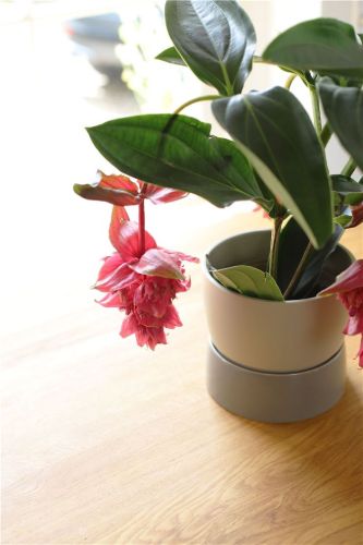 Ro Collection Zweifarbiger Übertopf, groß, Ø: 20 cm – Dünengrau