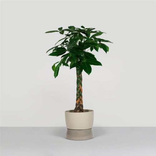Ro Collection Zweifarbiger Blumentopf, groß, Ø: 34 cm – Dünengrau 
