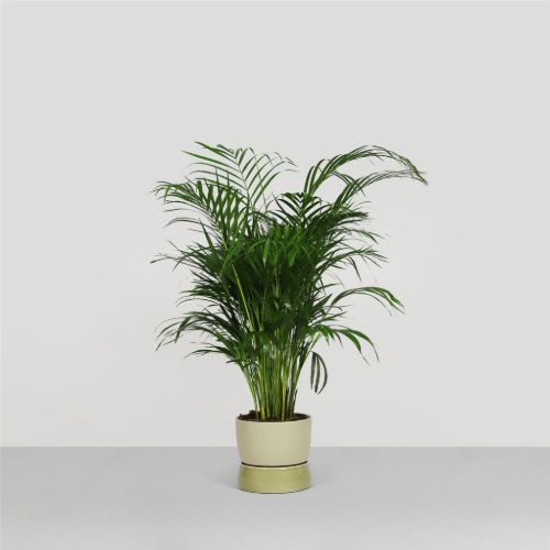 Ro Collection Zweifarbiger Blumentopf klein Ø: 16 cm - Artischockengrün 
