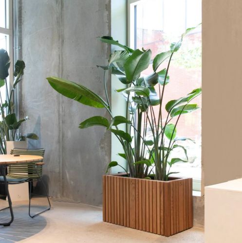 Squarely Copenhagen GrowLARGE 90x45 cm - Dunkle Eiche