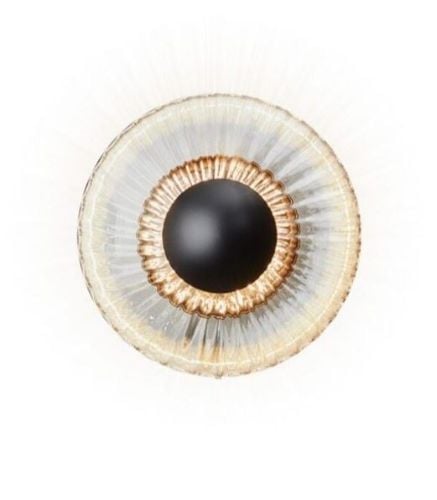 Design By Us New Wave Optic Wall Outdoor Ø: 26 cm - Clear/Black